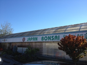 Japan Bonsai